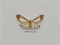 藏品(夜蛾7)的圖片